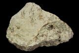 Fossil Triceratops Bone Section - North Dakota #117522-1